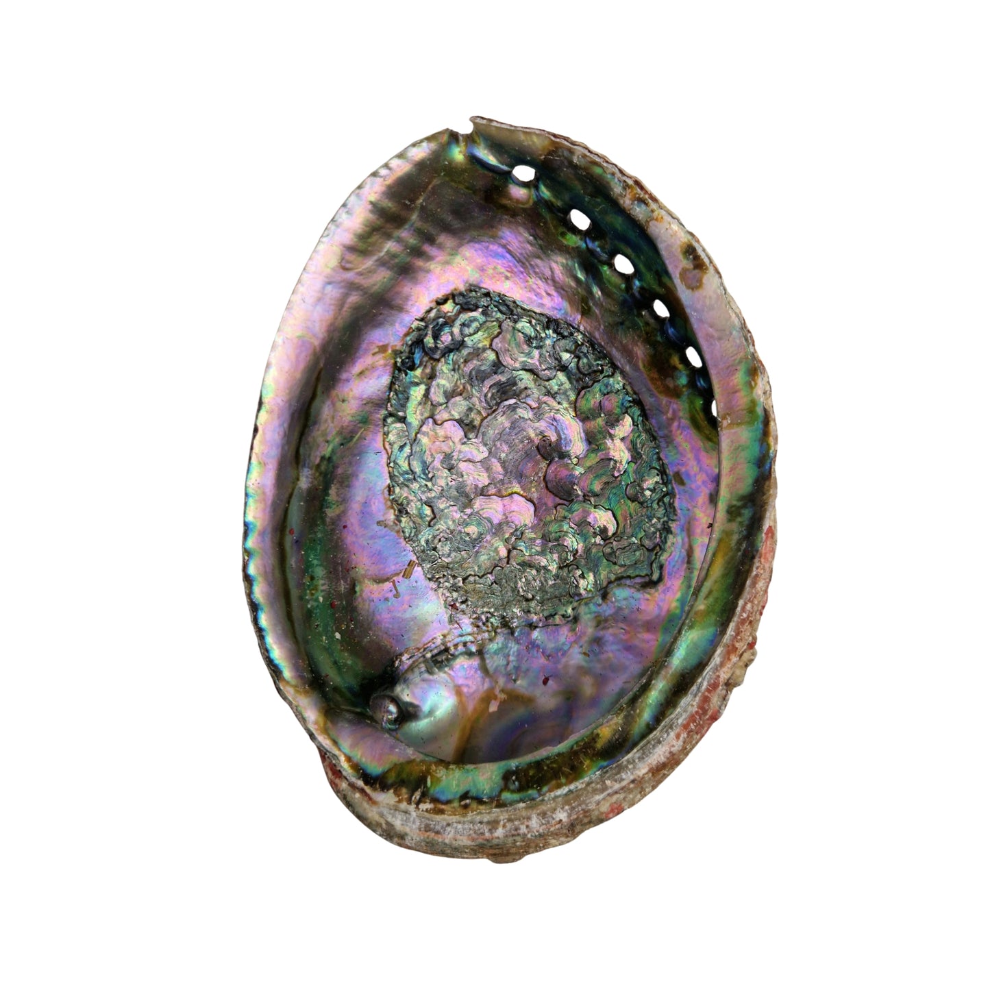 Coquille d'abalone naturelle