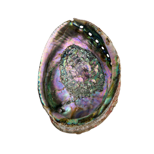 Coquille d'abalone naturelle