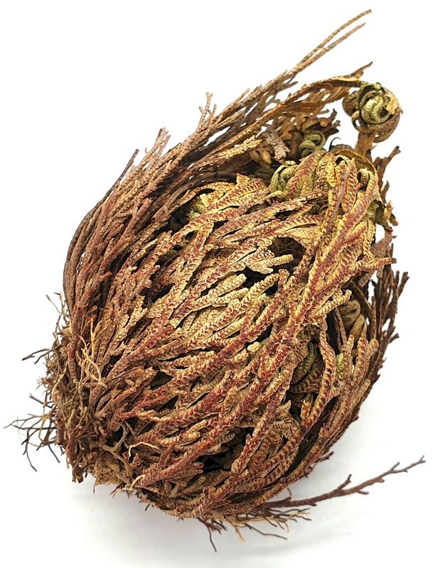 Rose de Jericho