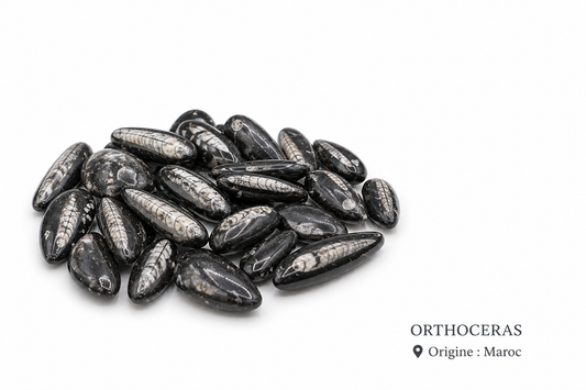 Orthoceras